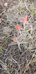 Castilleja lanata