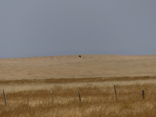 iNaturalist observation photo of Bald Eagle