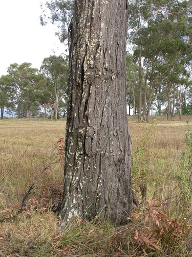 Eucalyptus beyeriana 3