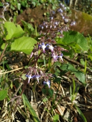 Trachystemon orientalis