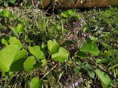 Trachystemon orientalis