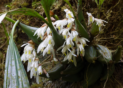 Coelogyne gardneriana Lindl. 2