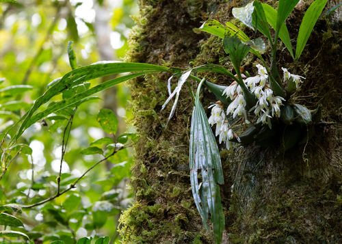 Coelogyne gardneriana Lindl. 3