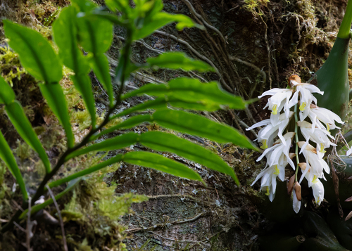 Coelogyne gardneriana Lindl. 4