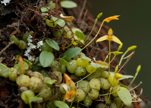 Bulbophyllum adjungens Seidenf. 3