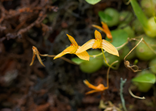 Bulbophyllum adjungens Seidenf.