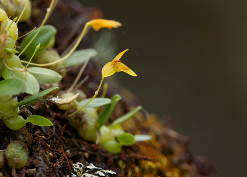Bulbophyllum adjungens Seidenf. 4