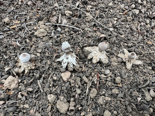 Geastrum