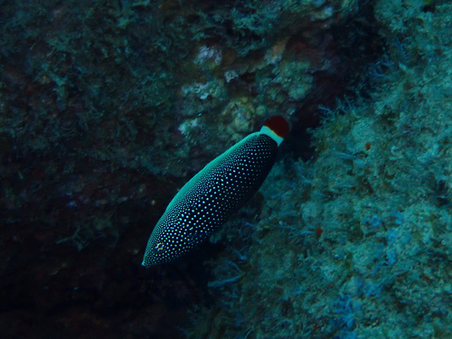 Psychedelic wrasse (Anampses chrysocephalus) — Labridae — 5