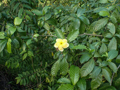Giant Crape Jasmine (Tabernaemontana grandiflora)