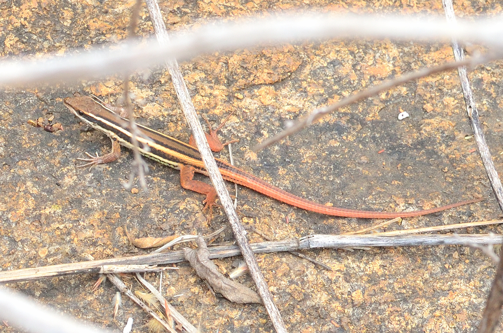 Leschenault's Snake Eye