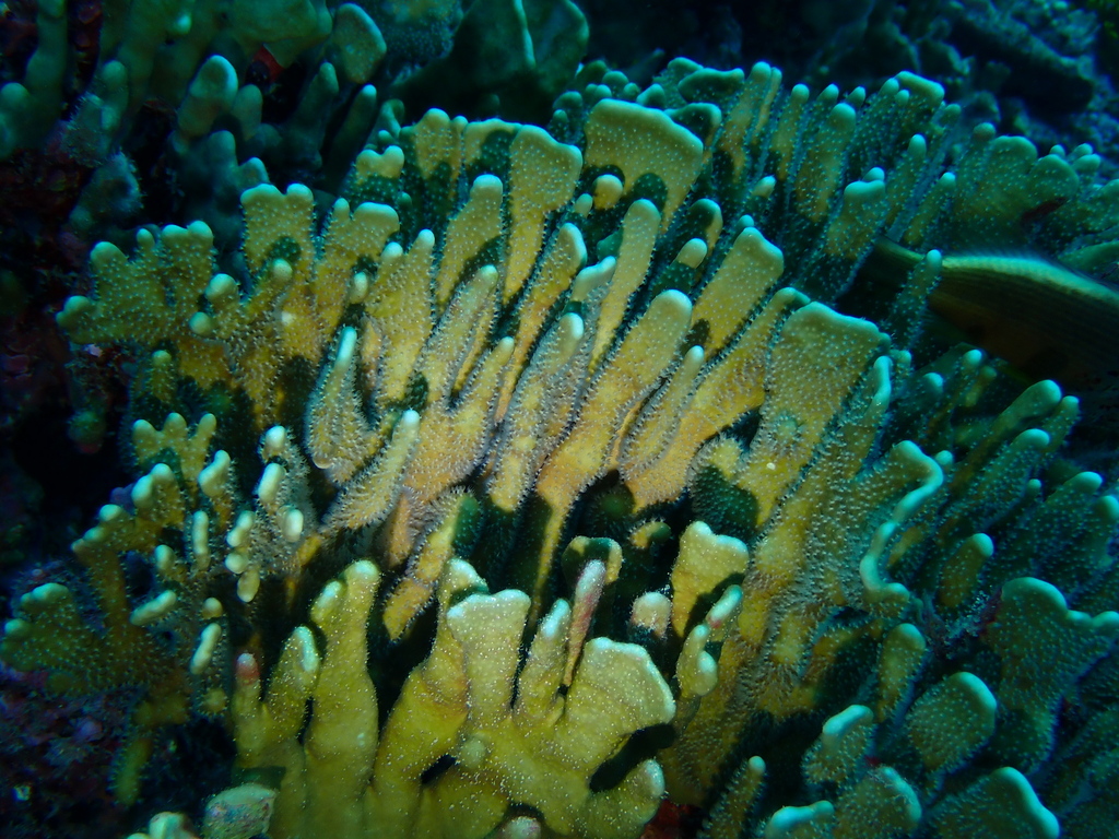 Heliopora from Abaiang Island, Kiribati on December 15, 2023 at 03:20 ...