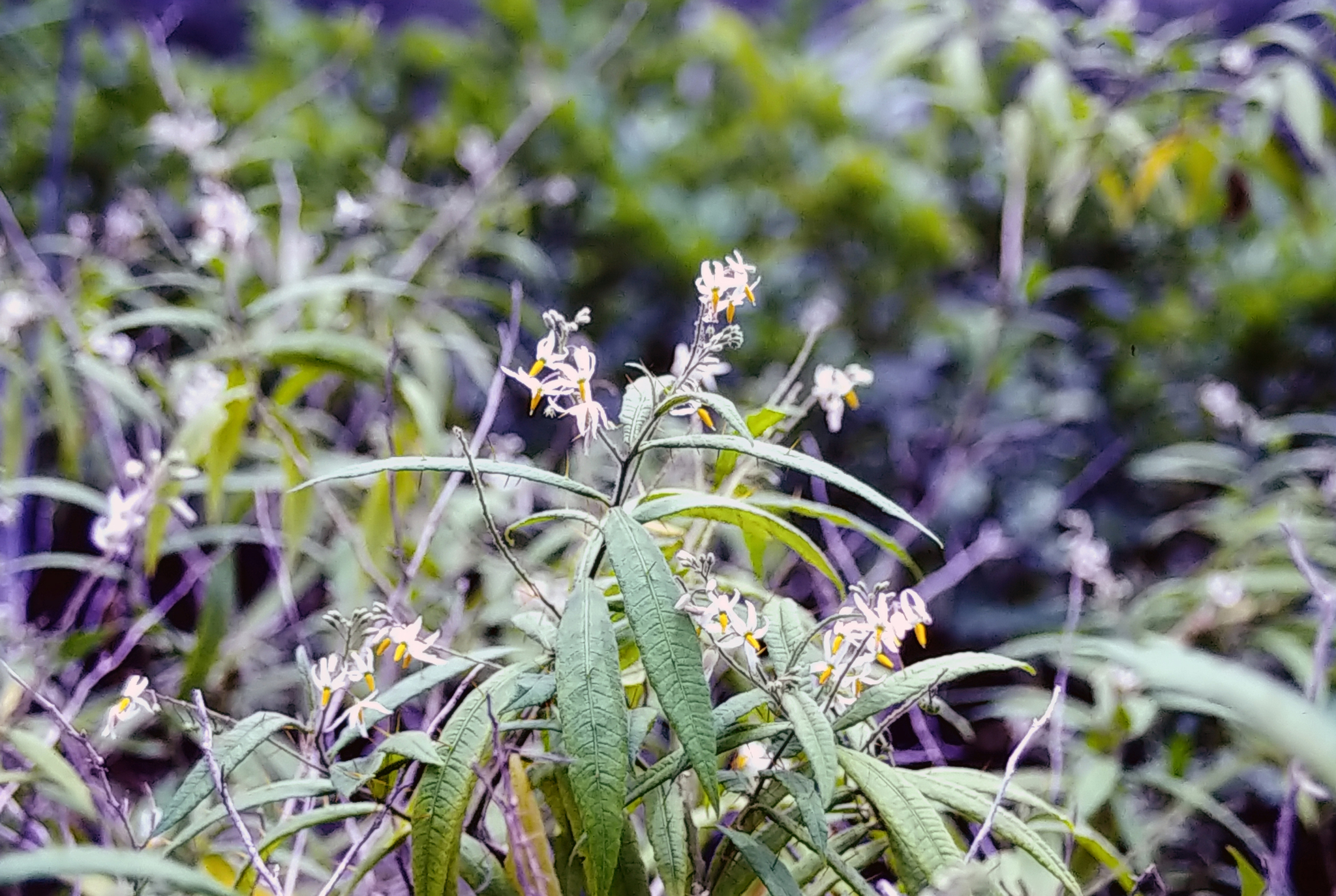 Solanum ensifolium