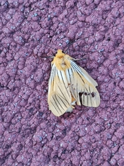 Pseudischnocampa nervosa