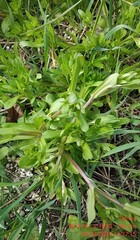 Valerianella locusta