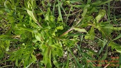 Valerianella locusta