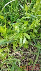 Valerianella locusta