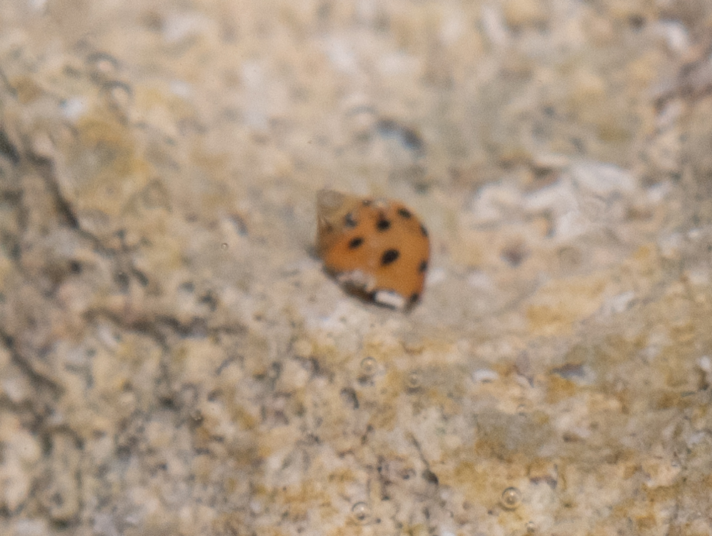 Dwarf Brown Periwinkle