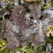 Sticta fasciculata - Photo (c) Jeff Ward, algunos derechos reservados (CC BY-NC-SA), subido por Jeff Ward