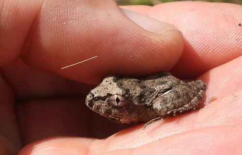 Rapids Frog, Limnomedusa macroglossa