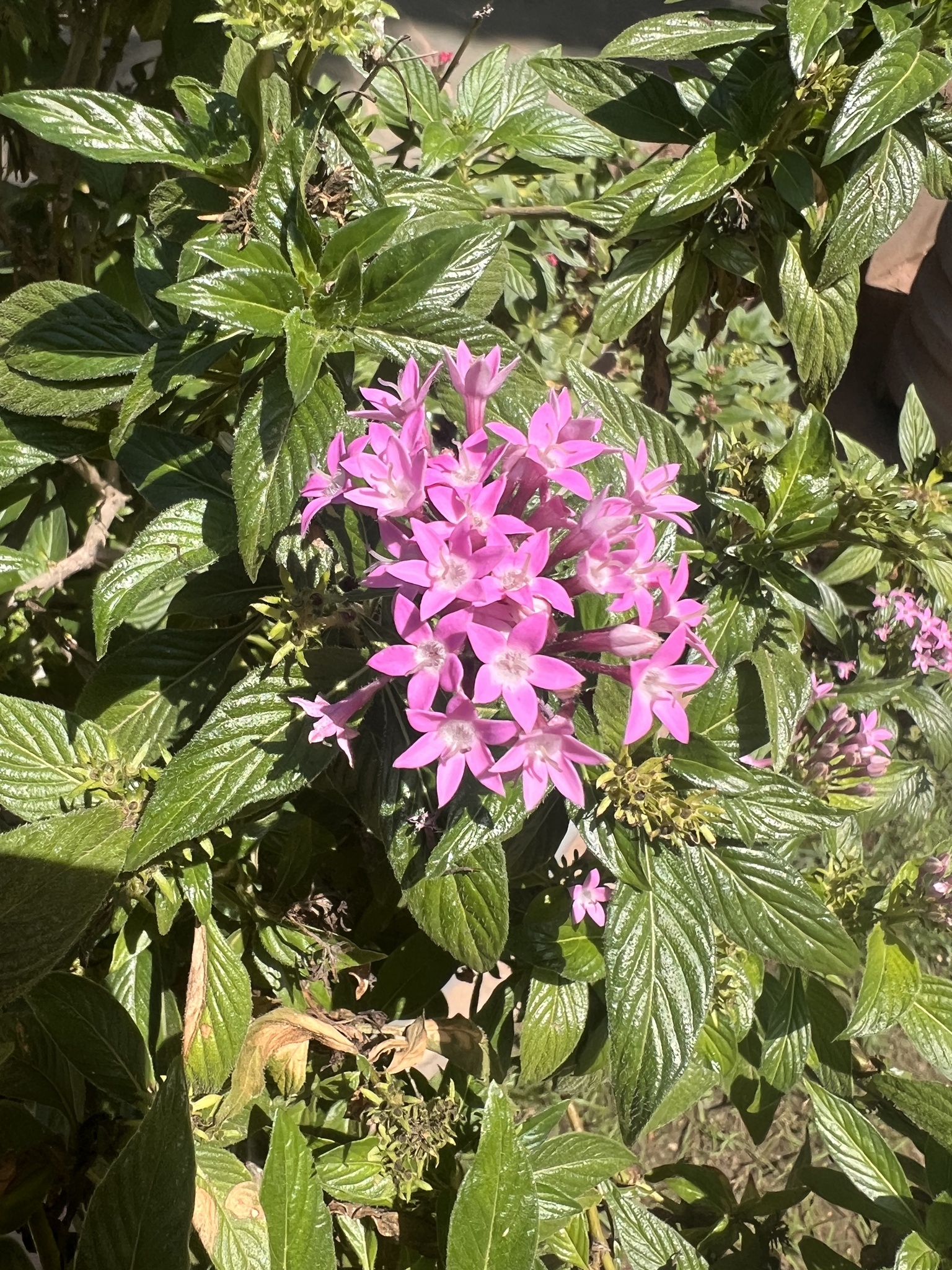 Pentas lanceolata