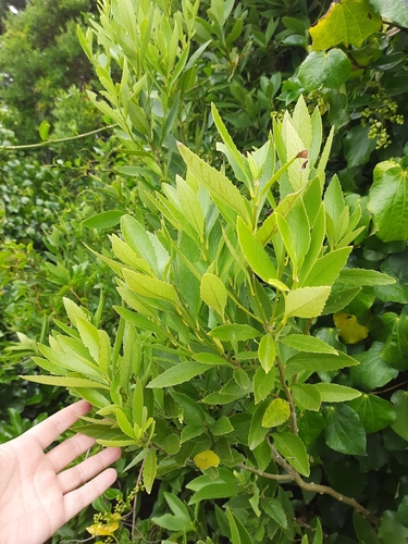 Image of Chatham Island Māhoe (Melicytus chathamicus) by (c) Genevieve Early, some rights reserved (CC BY)