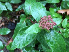 Viburnum tinus