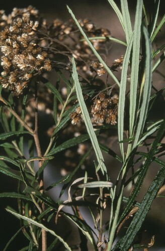 Cassinia collina