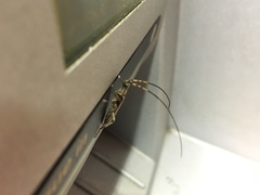 Didymocantha obliqua