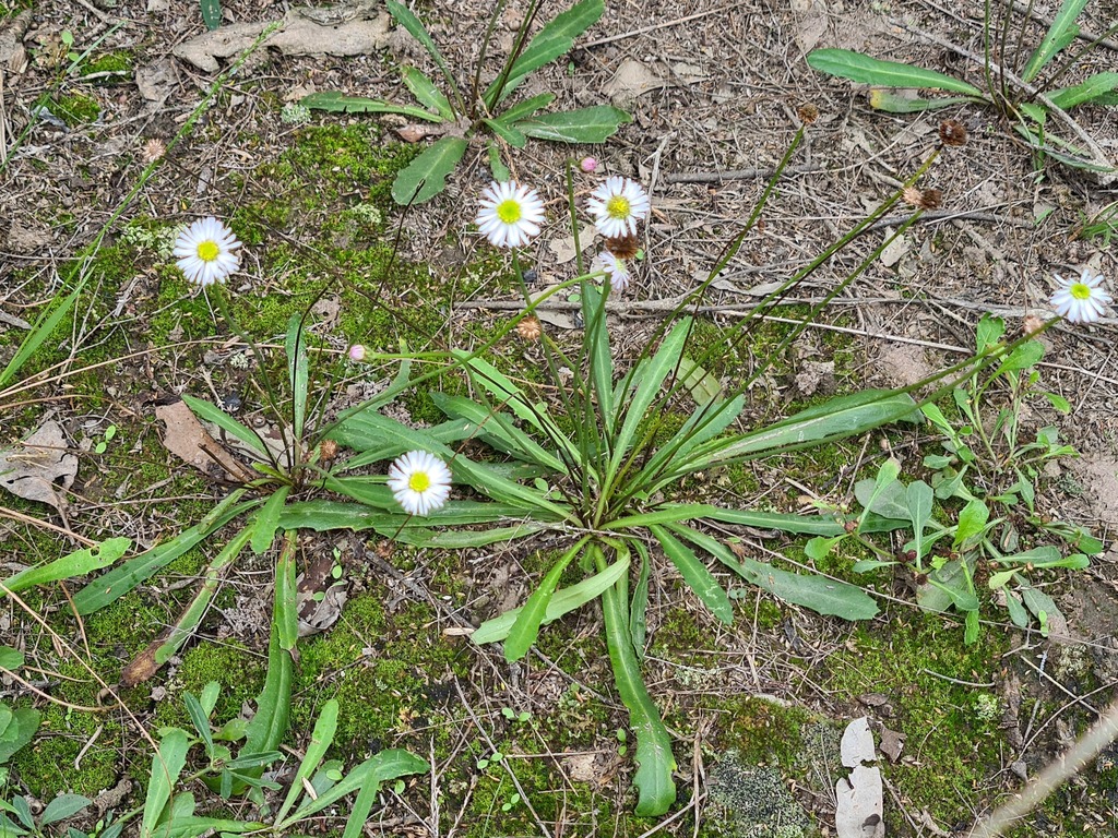 Lagenophora fimbriata
