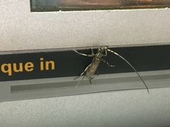 Didymocantha obliqua