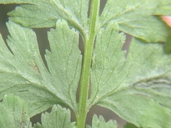 Cystopteris tennesseensis