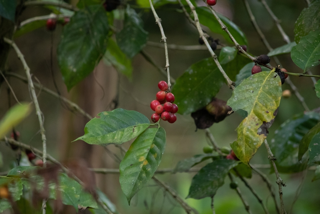 Mahuixtlan Coffee from 91608 Mahuixtlán, Ver., México on December 18, 2023 at 01: ...