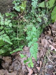 Cystopteris tennesseensis