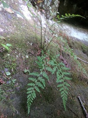 Cystopteris tennesseensis