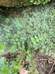 Cystopteris tennesseensis