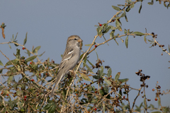 Saxaul Sparrow photo 2
