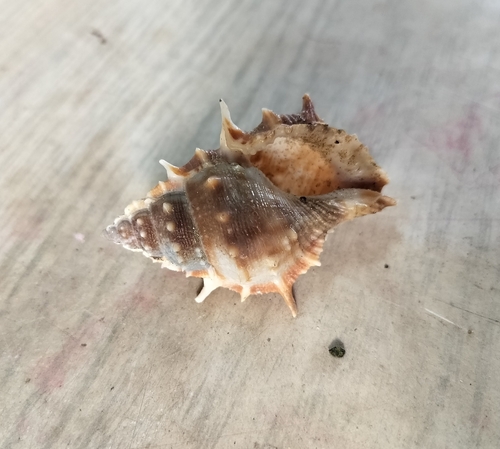Bufonaria echinata observed 2023-12-18