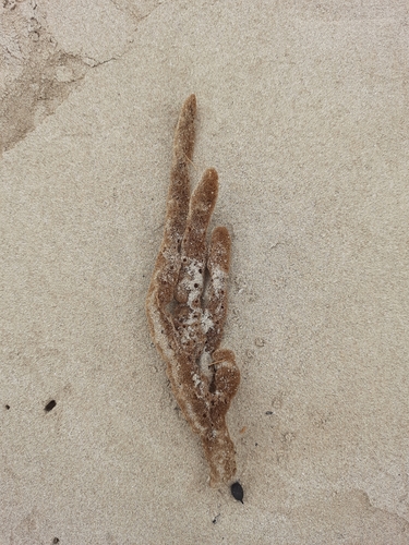 Dactylia varia