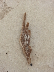 Dactylia varia