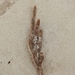 Dactylia varia