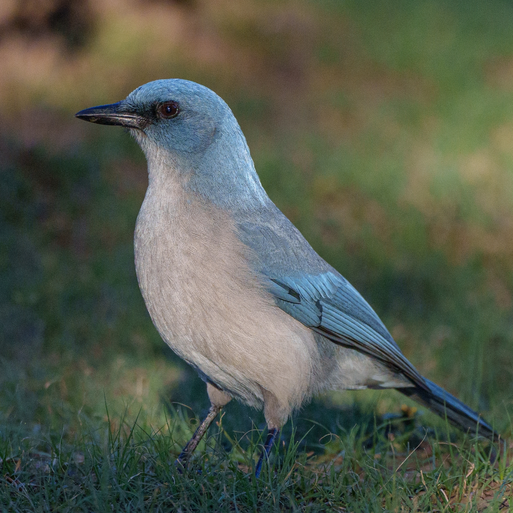 Mexican Jay (Aphelocoma wollweberi)