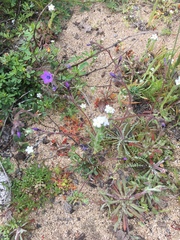 Gilia tenuiflora