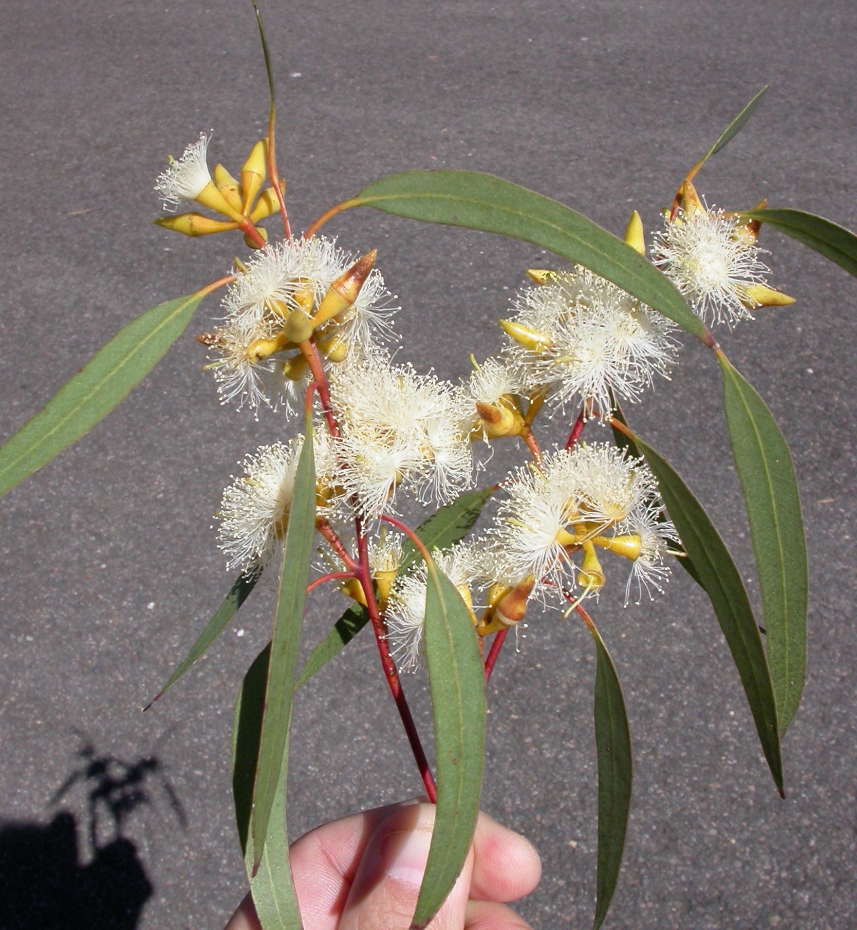 Eucalyptus dwyeri