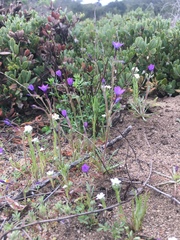 Gilia tenuiflora