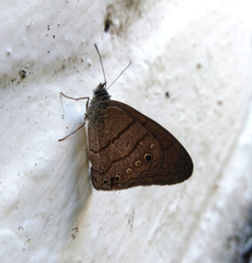 Hermeuptychia hermes