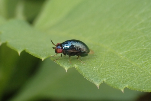Spaniocelyphus palmi observed 2023-12-18