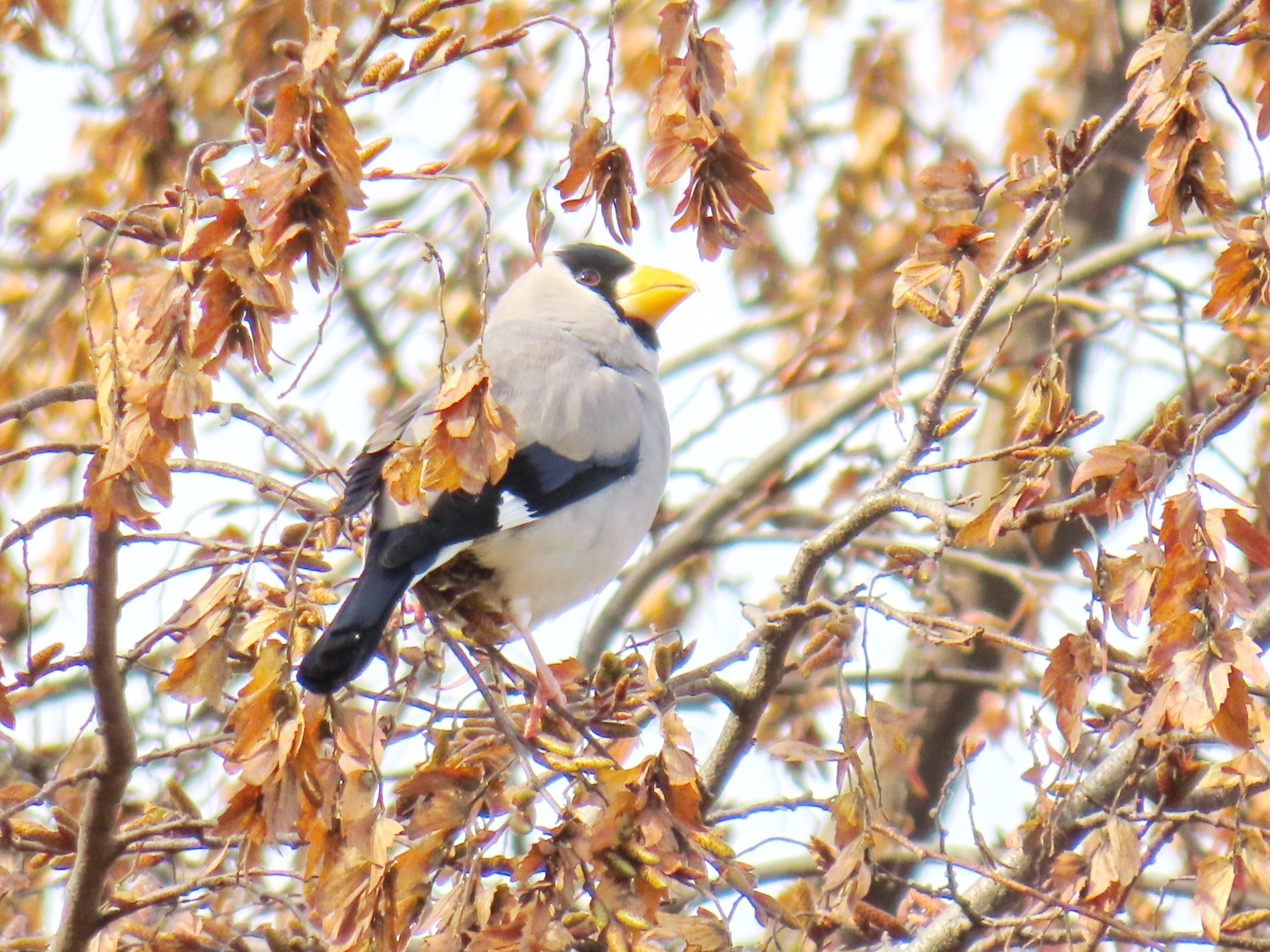 Japanese Grosbeak (Eophona personata)