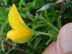 Argyrolobium pachyphyllum