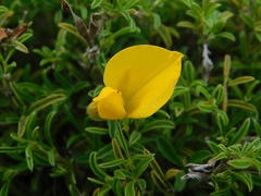 Argyrolobium pachyphyllum